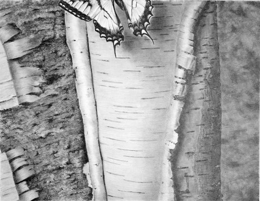 Graphite Drawing of a butterfly by Jerry PoynterFineArt.com
