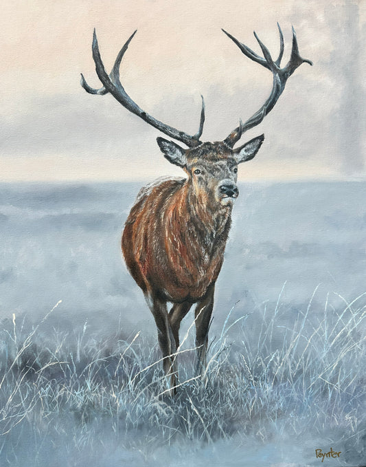 16x20 Original Oil Painting Red Stag Oil on Canvas - Original Artwork